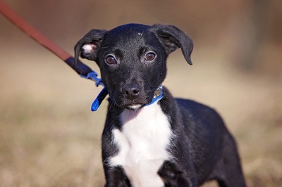 snoopy, Mischlingsrüde Welpen - Rüde