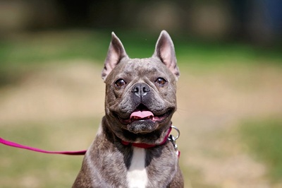 tiffany, FRANZÖSISCHE BULLDOGGE - Hündin