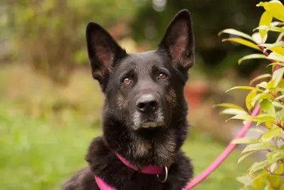 Über Elisa – OP abgeschlossen. Ihr geht es gut. – Mit Video, Schäferhund - Hündin