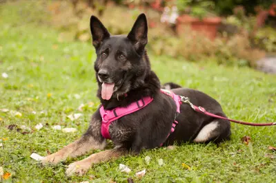 Über Elisa – OP abgeschlossen. Ihr geht es gut. – Mit Video, Schäferhund - Hündin
