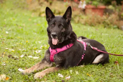 Über Elisa – OP abgeschlossen. Ihr geht es gut. – Mit Video, Schäferhund - Hündin