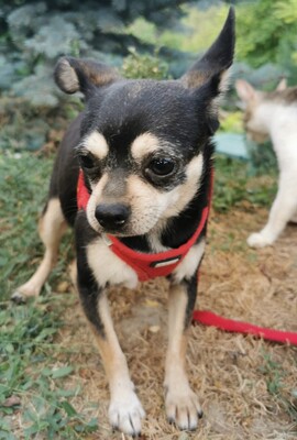 Ügyes sucht ihre Menschen, Chihuahua - Hündin