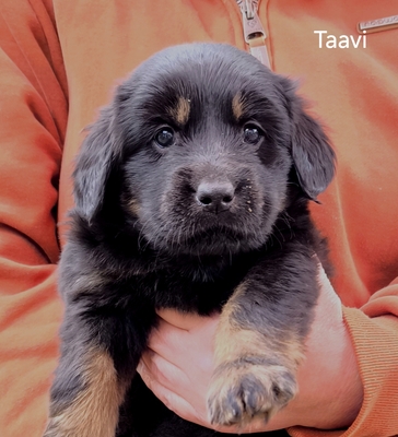 v. Schwedenstein, Hovaward Welpen - Hündin