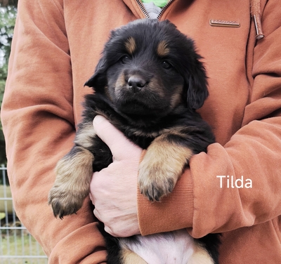 v. Schwedenstein, Hovaward Welpen - Hündin