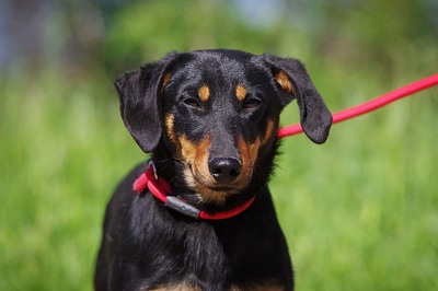 vendel, Dackelmischling - Rüde