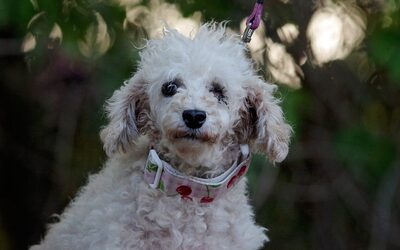 veronika, PUDEL - Hündin