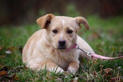 vinetta, Mischling Welpen - Hündin