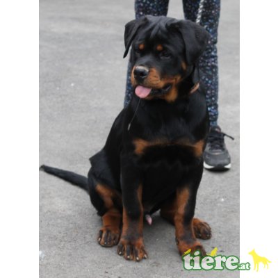 vom Alpenland, Rottweiler Welpen - Rüde