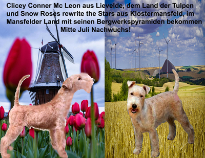 vom Amur, Lakeland-Terrier Welpen - Rüde 1