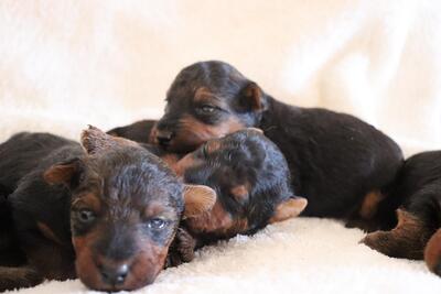 vom Brandlhof, Welsh Terrier Welpen - Rüde