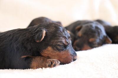 vom Brandlhof, Welsh Terrier Welpen - Rüde