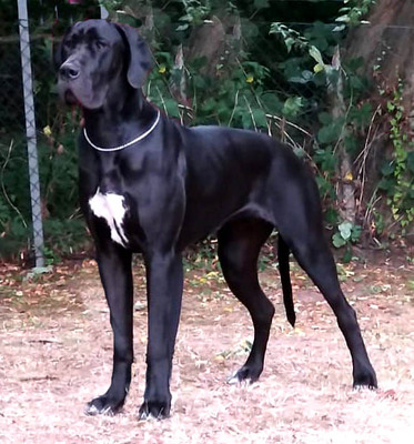 vom Lossaer Wolfsanger, Deutsche Dogge Welpen - Rüde