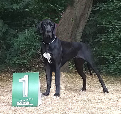 vom Lossaer Wolfsanger, Deutsche Dogge Welpen - Rüde