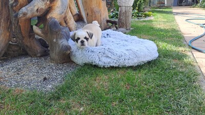 vom Schloss Riegersburg, Mops Welpen - Hündin