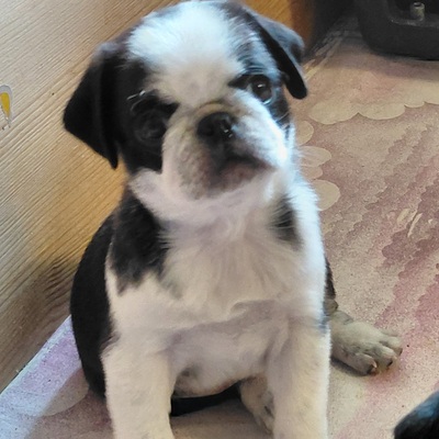 vom Schloss Riegersburg