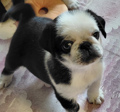 vom Schloss Riegersburg, Mops Welpen - Hündin