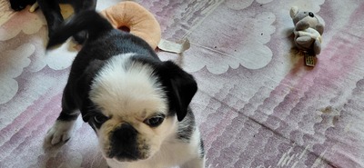 vom Schloss Riegersburg, Mops Welpen - Hündin