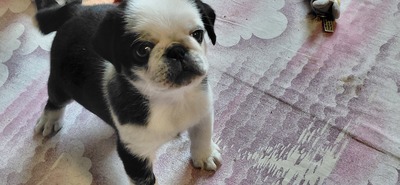 vom Schloss Riegersburg, Mops Welpen - Hündin