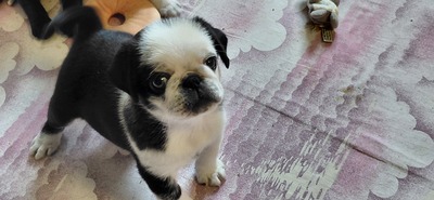 vom Schloss Riegersburg, Mops Welpen - Hündin