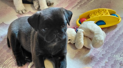 vom Schloss Riegersburg, Mops Welpen - Hündin