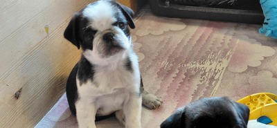 vom Schloss Riegersburg, Mops Welpen - Hündin