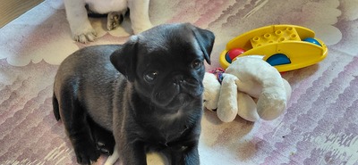 vom Schloss Riegersburg, Mops Welpen - Hündin