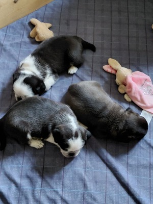 vom Schloss Riegersburg, Mops Welpen - Hündin