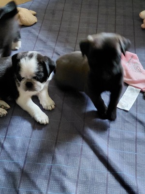 vom Schloss Riegersburg, Mops Welpen - Hündin