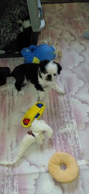 vom Schloss Riegersburg, Mops Welpen - Hündin