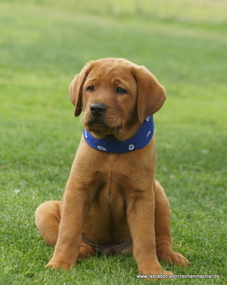 vom Sonnenwald, Labrador Welpen - Rüde