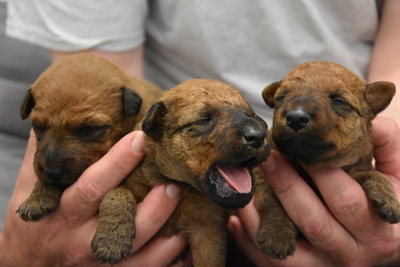 von der Weinbergsquelle, Irish Terrier Welpen - Hündin