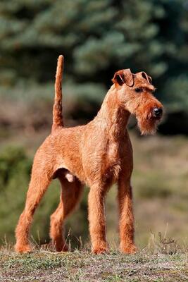 von der Weinbergsquelle, Irish Terrier Welpen - Hündin