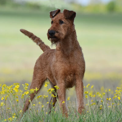 von der Weinbergsquelle, Irish Terrier Welpen - Hündin