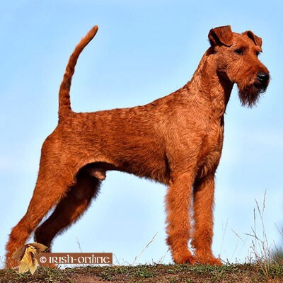 von der Weinbergsquelle, Irish Terrier Welpen - Hündin