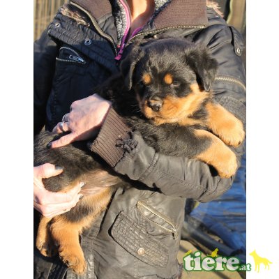 weib. und männliche, Rottweiler Welpen - Rüde