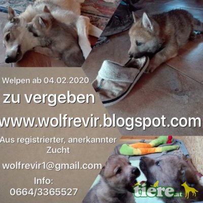 wolfrevir, Tschechoslowakischer Wolfhund Welpen - Hündin