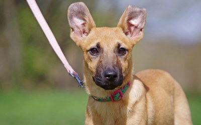 zoe, Mischling Welpen - Hündin