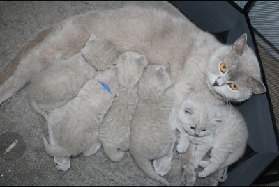 1.April 2.Amor 3.Alfi 4. Apollo 5.Anton 6. Arielle, BKH Jungtier - Katze