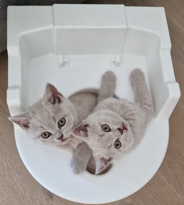 1.April 2.Amor 3.Alfi 4. Apollo 5.Anton 6. Arielle, BKH Jungtier - Katze