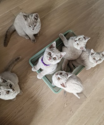 1.April 2.Amor 3.Alfi 4. Apollo 5.Anton 6. Arielle, BKH Jungtier - Katze
