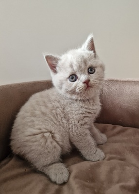 1.April 2.Amor 3.Alfi 4. Apollo 5.Anton 6. Arielle, BKH Jungtier - Katze