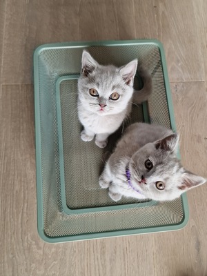 1.April 2.Amor 3.Alfi 4. Apollo 5.Anton 6. Arielle, BKH Jungtier - Katze