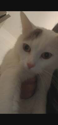 1 Kater & 1 Katze Jungtier - Kater