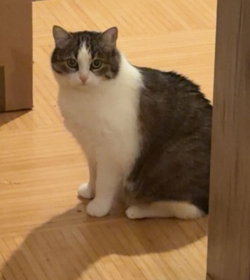 1 Kater & 1 Katze Jungtier - Kater