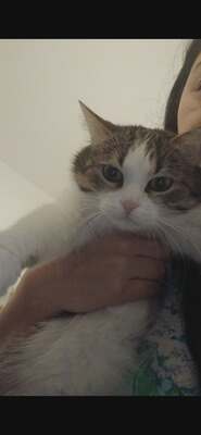 1 Kater & 1 Katze Jungtier - Kater