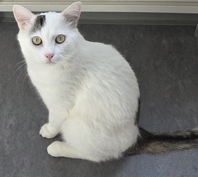 1 Kater & 1 Katze Jungtier - Kater