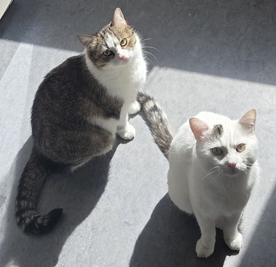 1 Kater & 1 Katze Jungtier - Kater