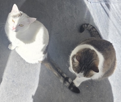 1 Kater & 1 Katze Jungtier - Kater