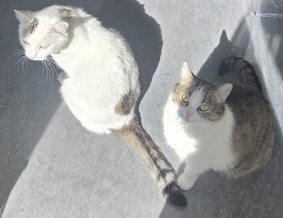 1 Kater & 1 Katze Jungtier - Kater