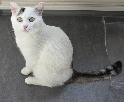 1 Kater & 1 Katze Jungtier - Kater